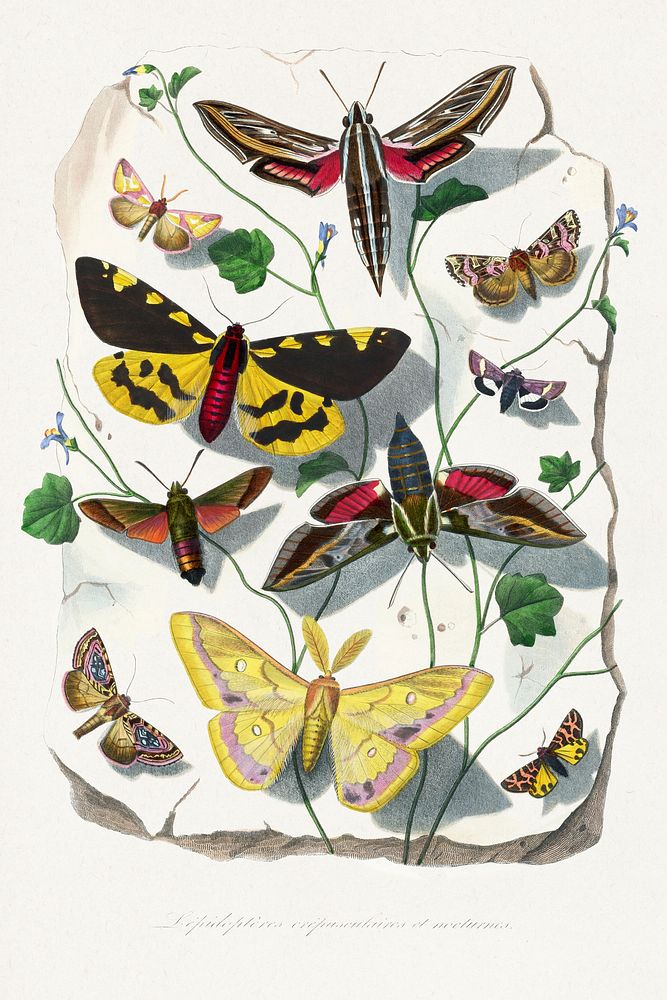 Butterfly & moth painting.  Digitally enhanced from our own 1842 edition of Le Jardin Des Plantes by Paul Gervais.