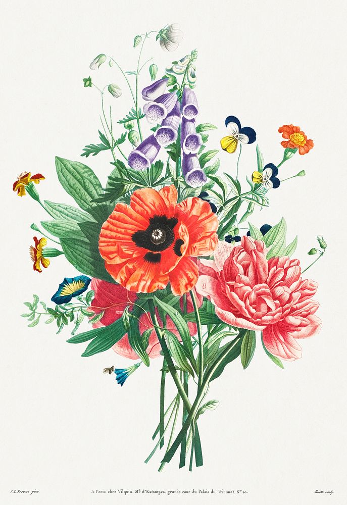 Collection of Flowers and Fruits Painted after Nature: Bouquet of Foxglove, Clematis, Pansy, Peony, Poppy, and Yellow Day…