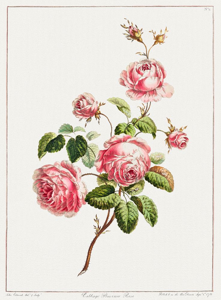 A Collection of Flowers Drawn after Nature - Cabbage Provence Rose (1801) by John Edwards. Original from The Cleveland…