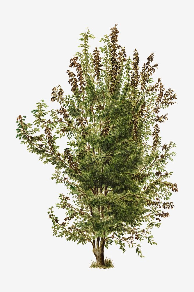 Vintage pear tree illustration vector. Digitally enhanced illustration from U.S. Department of Agriculture Pomological…