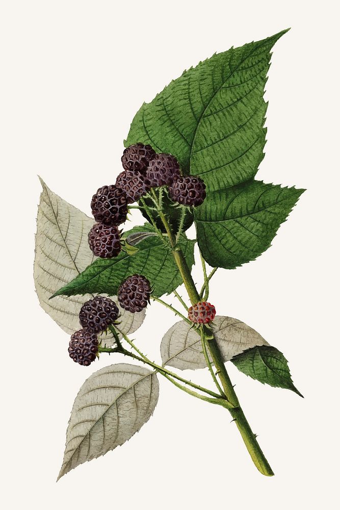 Vintage branch of black raspberry illustration vector. Digitally enhanced illustration from U.S. Department of Agriculture…