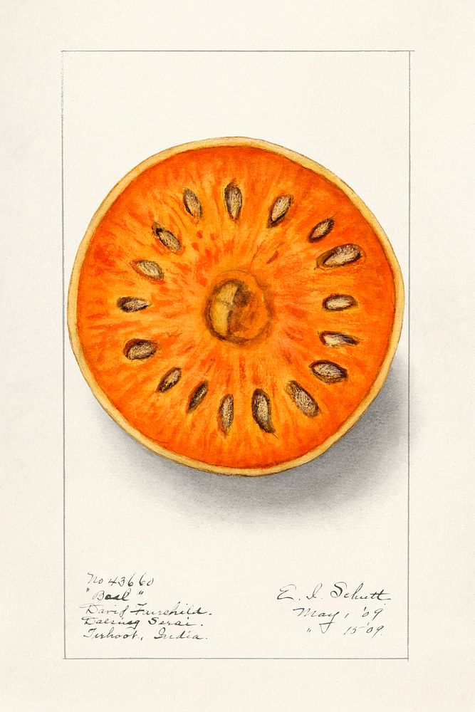 Bael (Aegle Marmelos) (1909) by Ellen Isham Schutt. Original from U.S. Department of Agriculture Pomological Watercolor…