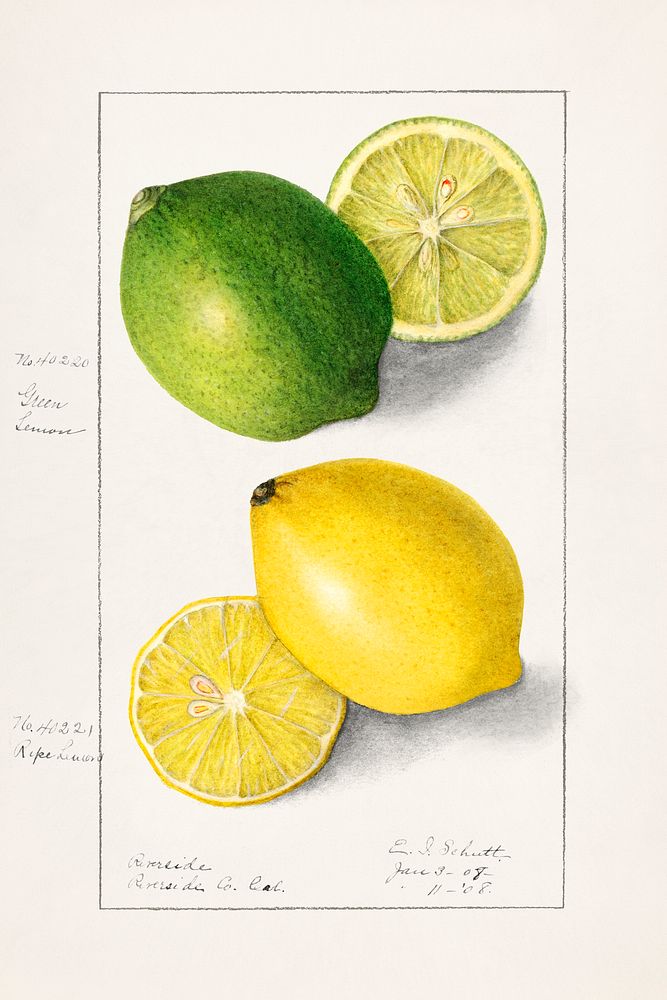 Lemons (Citrus Limon) (1908) by Ellen Isham Schutt. Original from U.S. Department of Agriculture Pomological Watercolor…