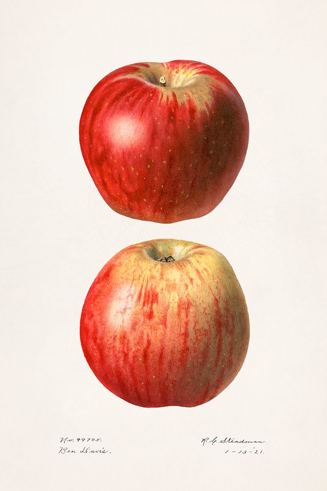 Apples (Malus Domestica)(1921) by Royal Charles Steadman. Original from U.S. Department of Agriculture Pomological…