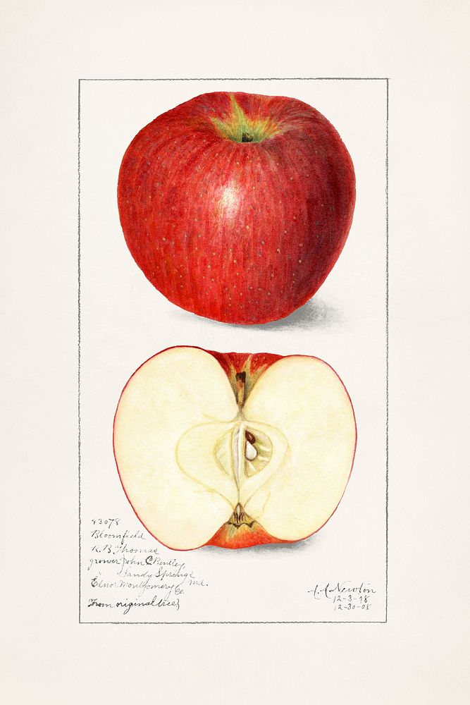 Apples (Malus Domestica) (1908) byAmanda Almira Newton. Original from U.S. Department of Agriculture Pomological Watercolor…