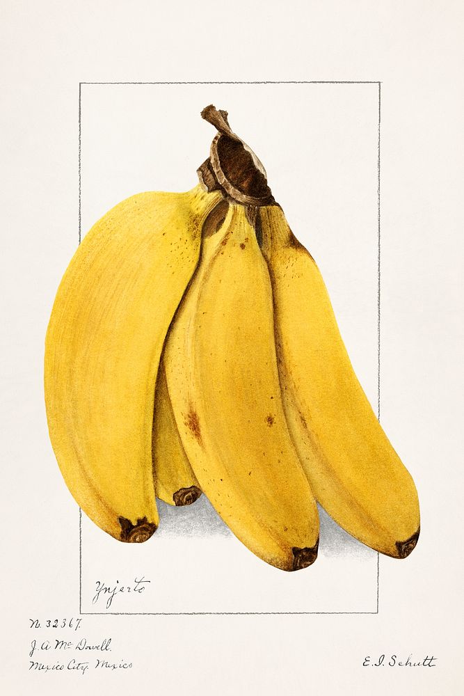 Bananas (Musa) (1904) by Ellen Isham Schutt. Original from U.S. Department of Agriculture Pomological Watercolor Collection.…