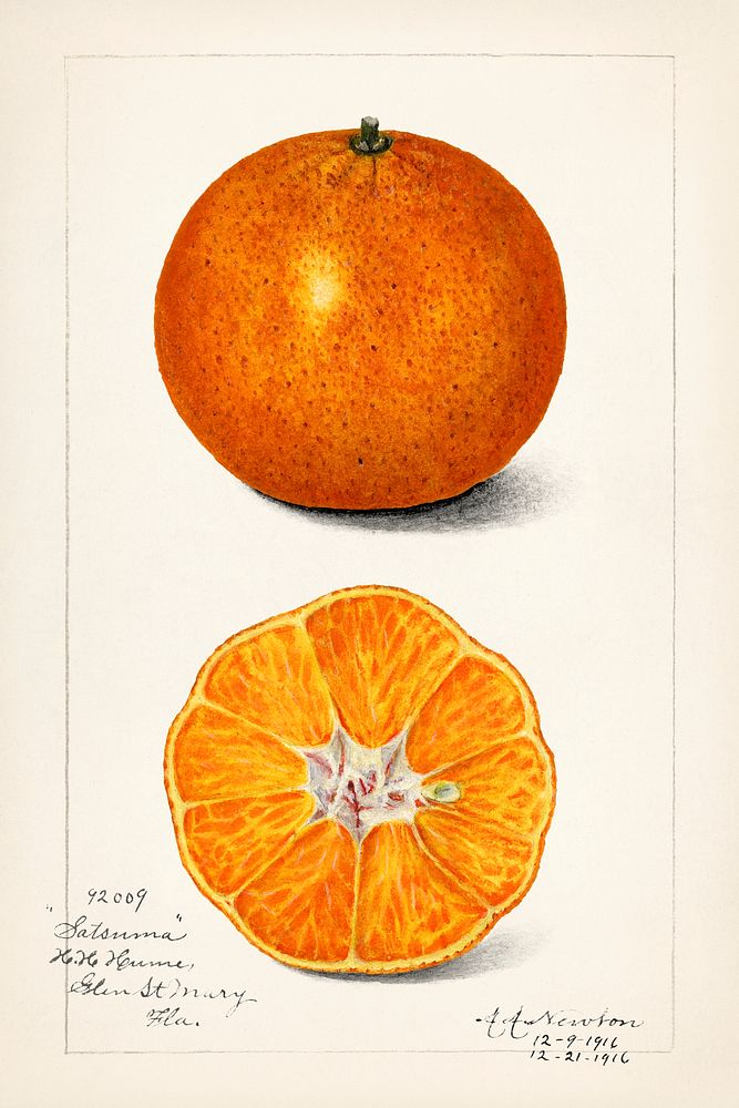 Orange (Citrus Sinensis) (1916) by Amanda Almira Newton. Original from U.S. Department of Agriculture Pomological Watercolor…