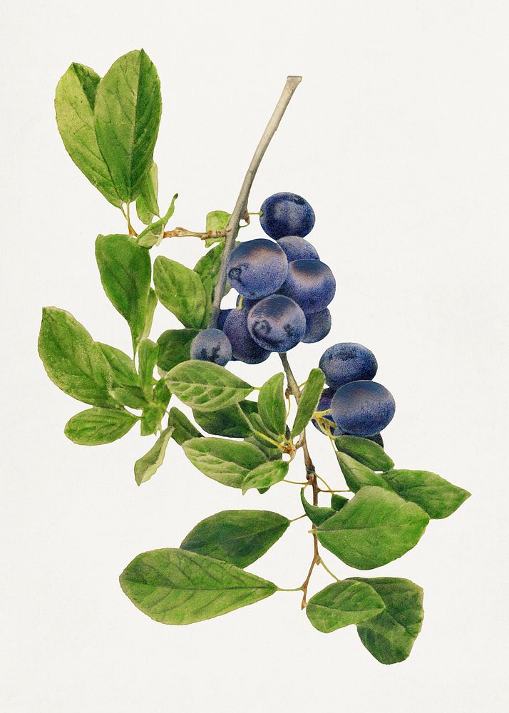 Vintage branch of plums illustration. Digitally enhanced illustration from U.S. Department of Agriculture Pomological…