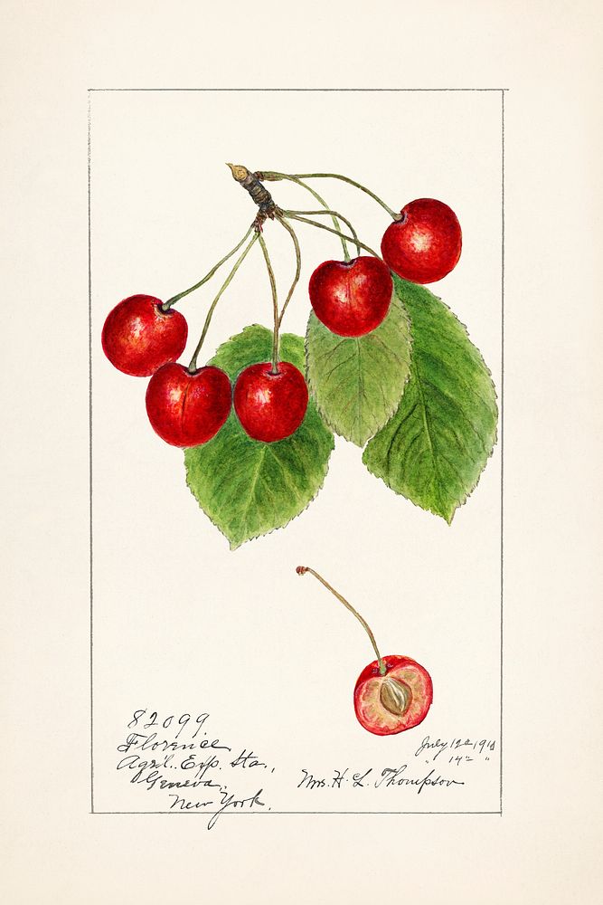 Cherries (Prunus Avium) (1915) by Harriet L. Thompson. Original from U.S. Department of Agriculture Pomological Watercolor…