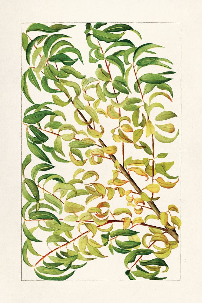 Branch of peach (Prunus Persica) (1904) by anonymous. Original from U.S. Department of Agriculture Pomological Watercolor…