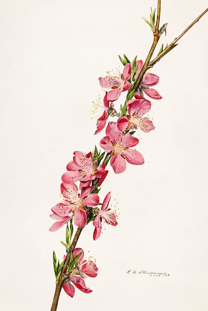 Peach (Prunus Persica) (1924) by Royal Charles Steadman. Original from U.S. Department of Agriculture Pomological Watercolor…