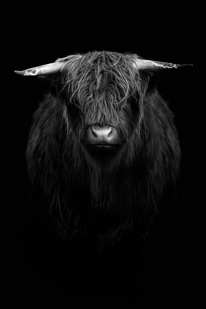 Highland calf in black and white