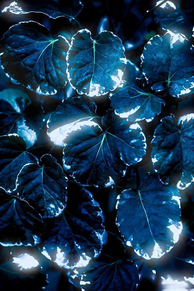 Blue neon Polyscias Balfouriana leaves