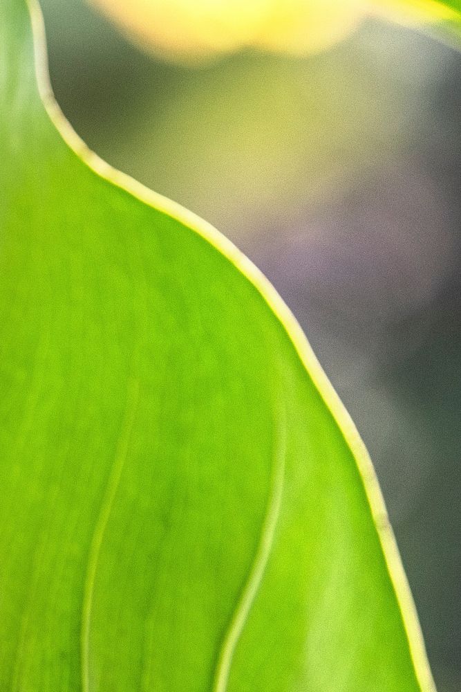 Close up of a Monstera delicosa leaf