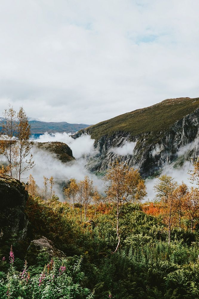 View of forest at Odda, Norway