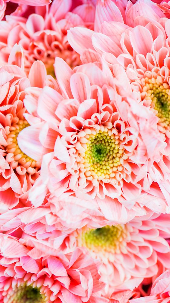 Flower mobile wallpaper background, pink chrysanthemum