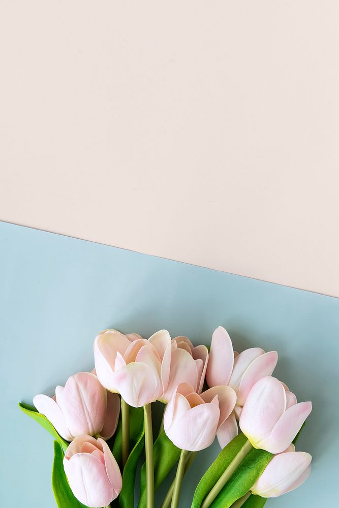 Pink tulip on blank blue background template