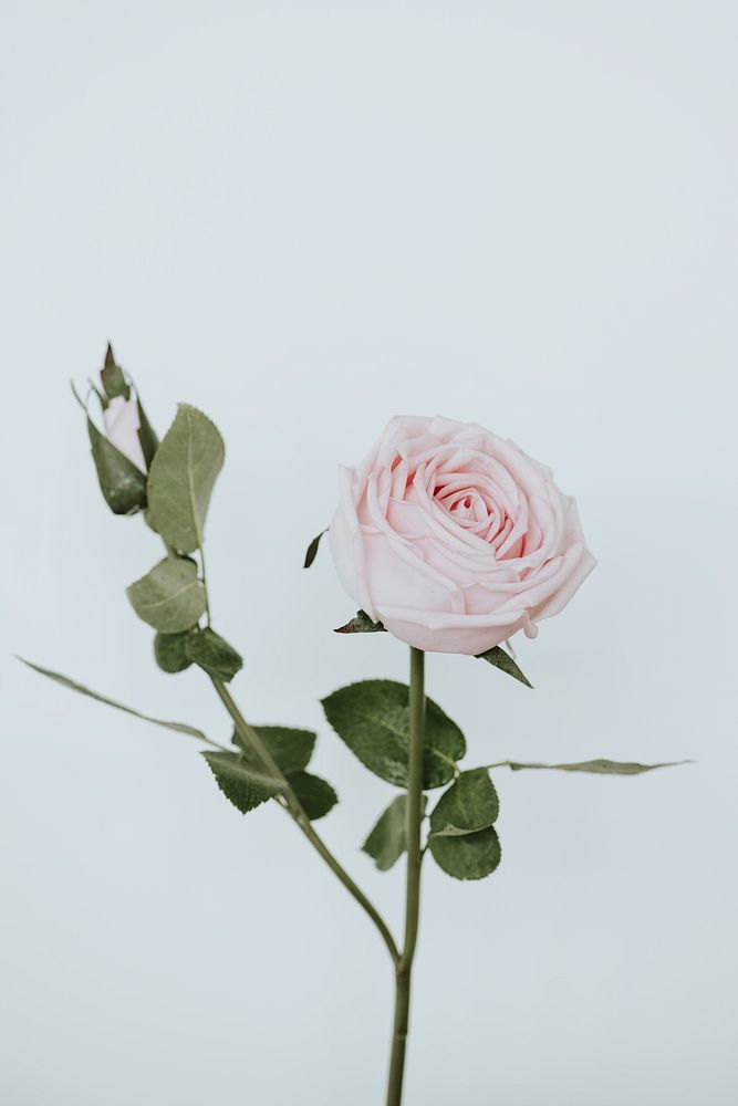 Light pink rose flower on white background