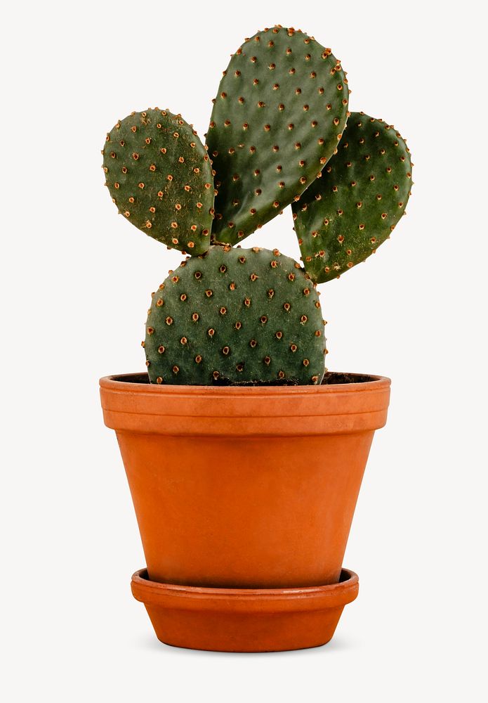 Cactus pot sticker, houseplant, home decor image psd