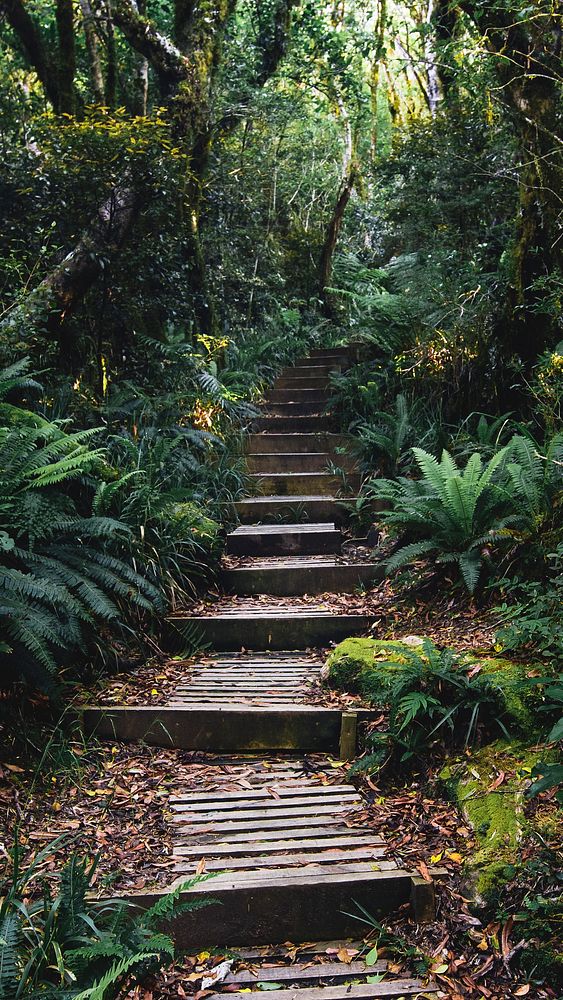 Forest mobile wallpaper, tropical jungle pathway phone background
