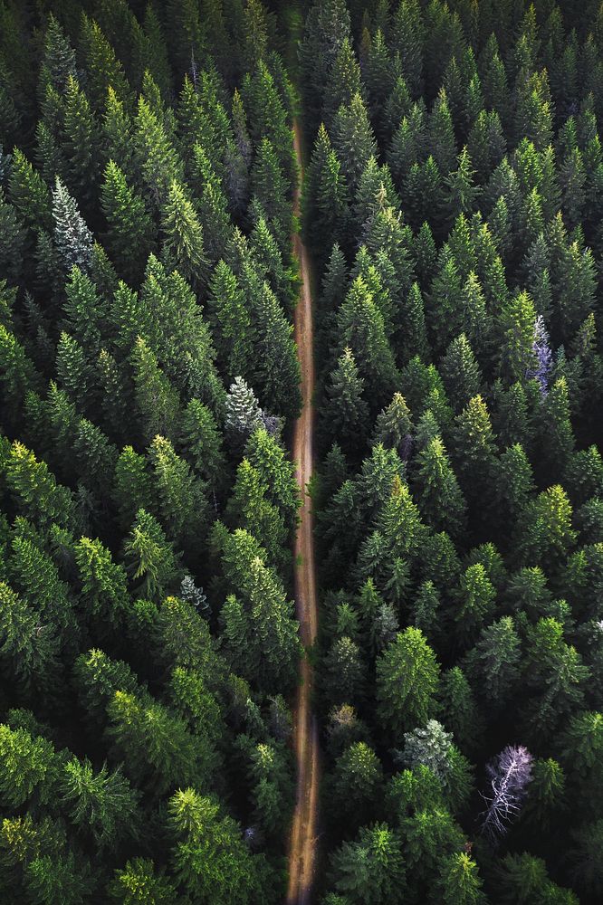 Drone view of a green forest and a dirt road passing through