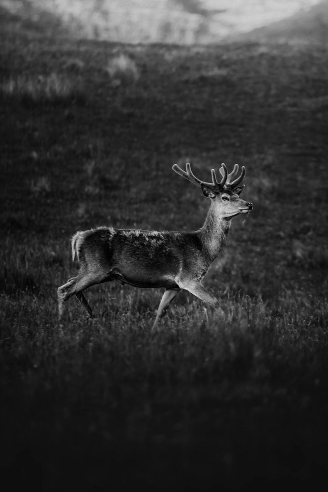 A walking deer in a field grayscale