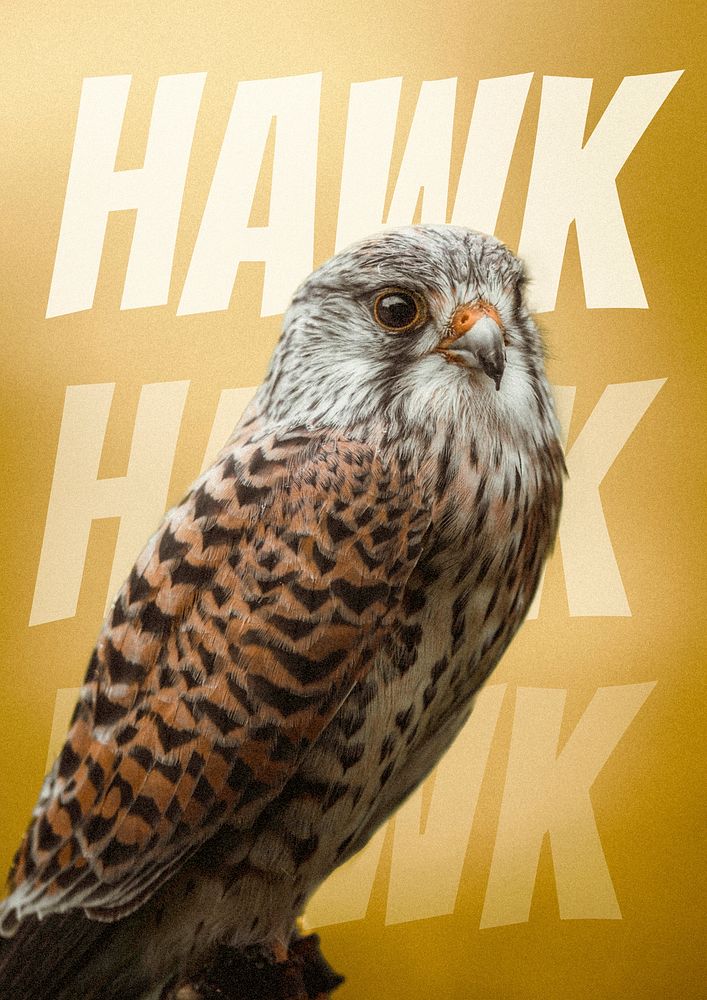 Closeup of a wild hawk background