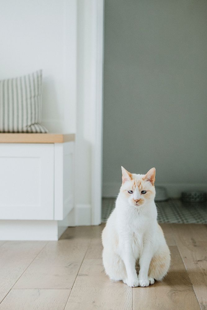 Pet cat sitting on hardwood floor