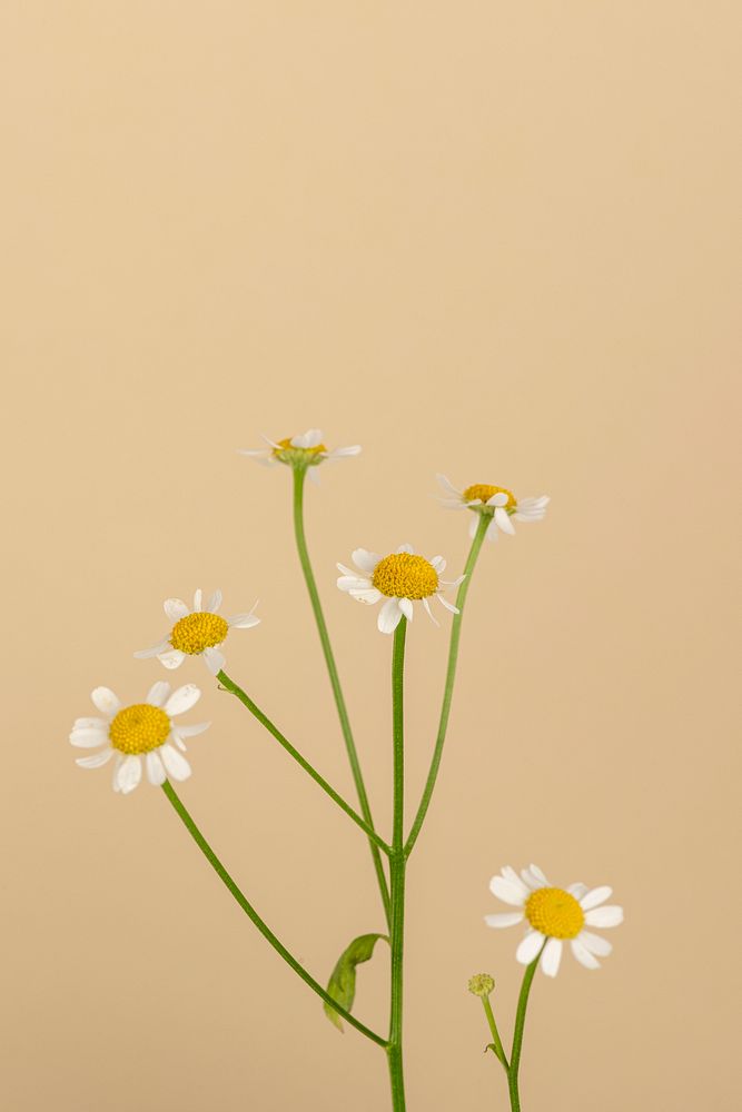White daisy flowers on beige background
