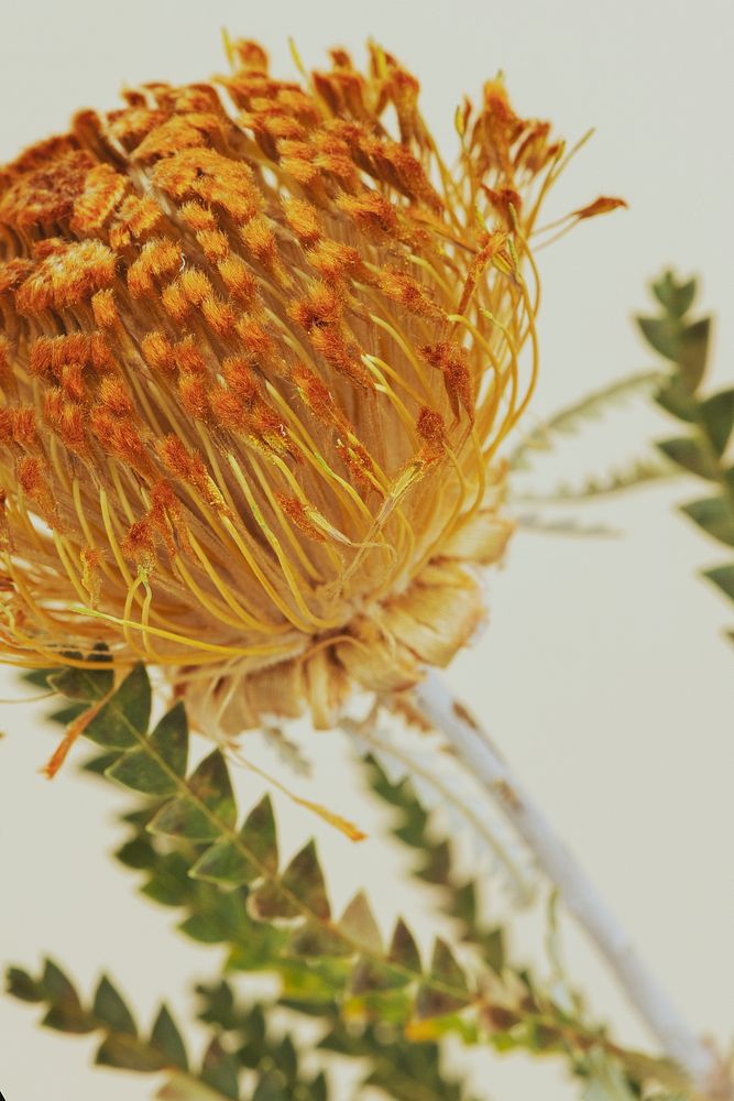 Orange pincushion protea flower