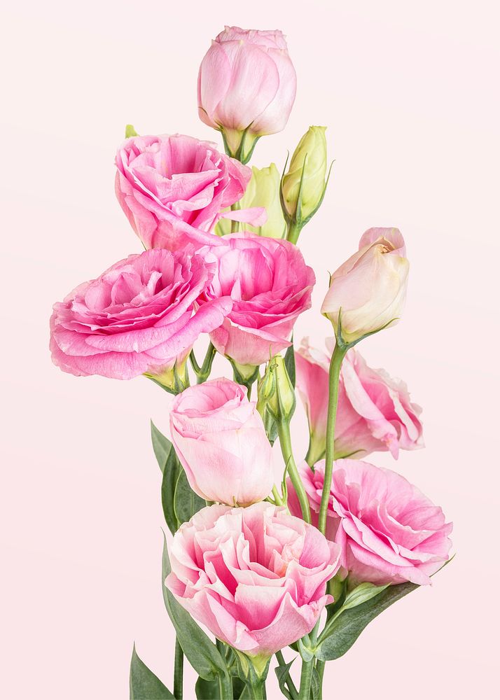 Bouquet of pink lisianthus flower mockup