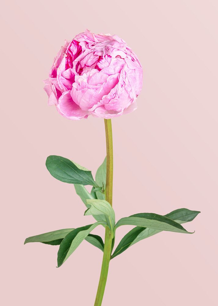 Pink peony flower with leaves
