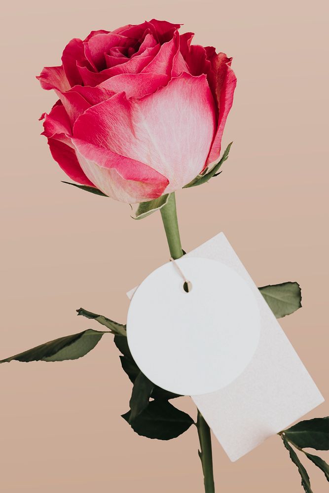 Rose flower with a tag