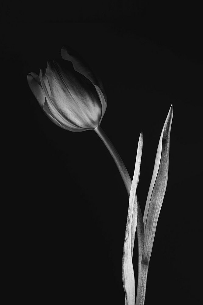 Monotone tulip flower | Premium Photo - rawpixel