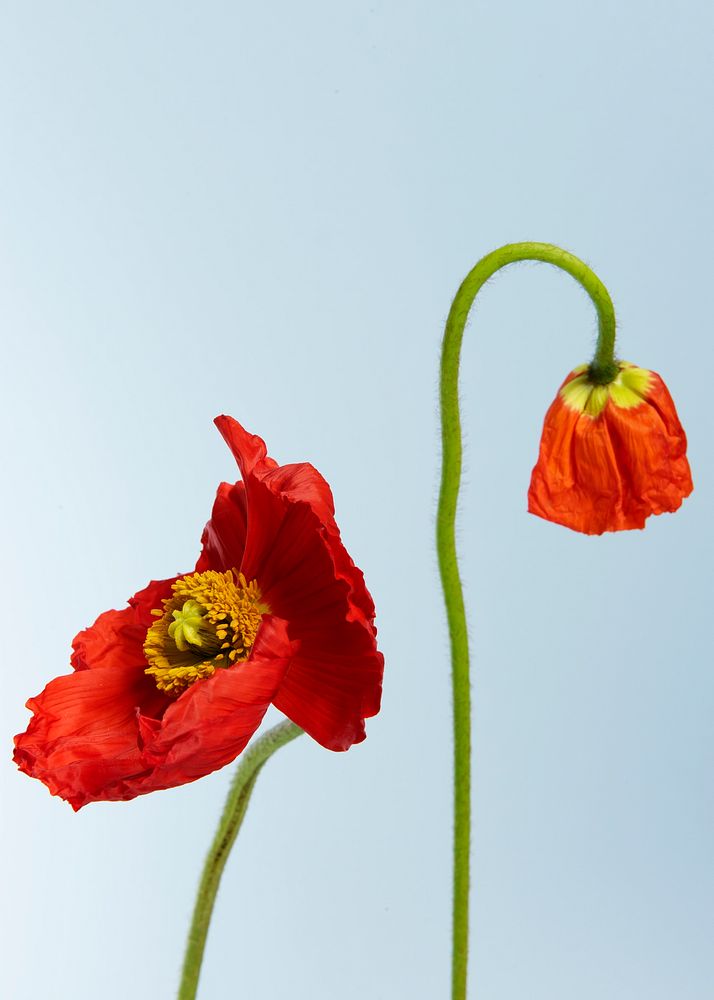 Close up of red poppy flowers 