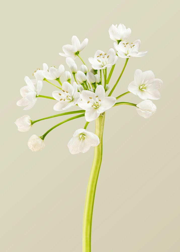 Natural white Allium Neapolitanum flower | Premium PSD - rawpixel