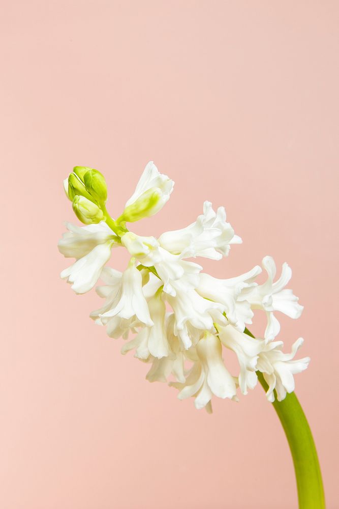 Fresh white hyacinth flower isolated on background