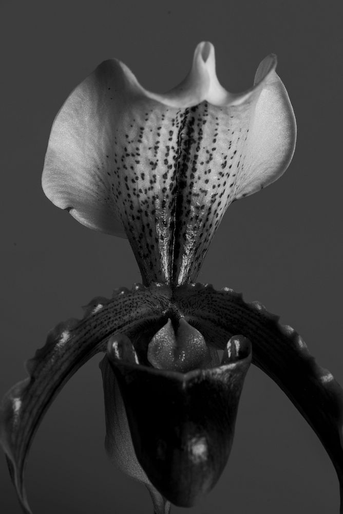 Close up of white Cymbidium Orchid