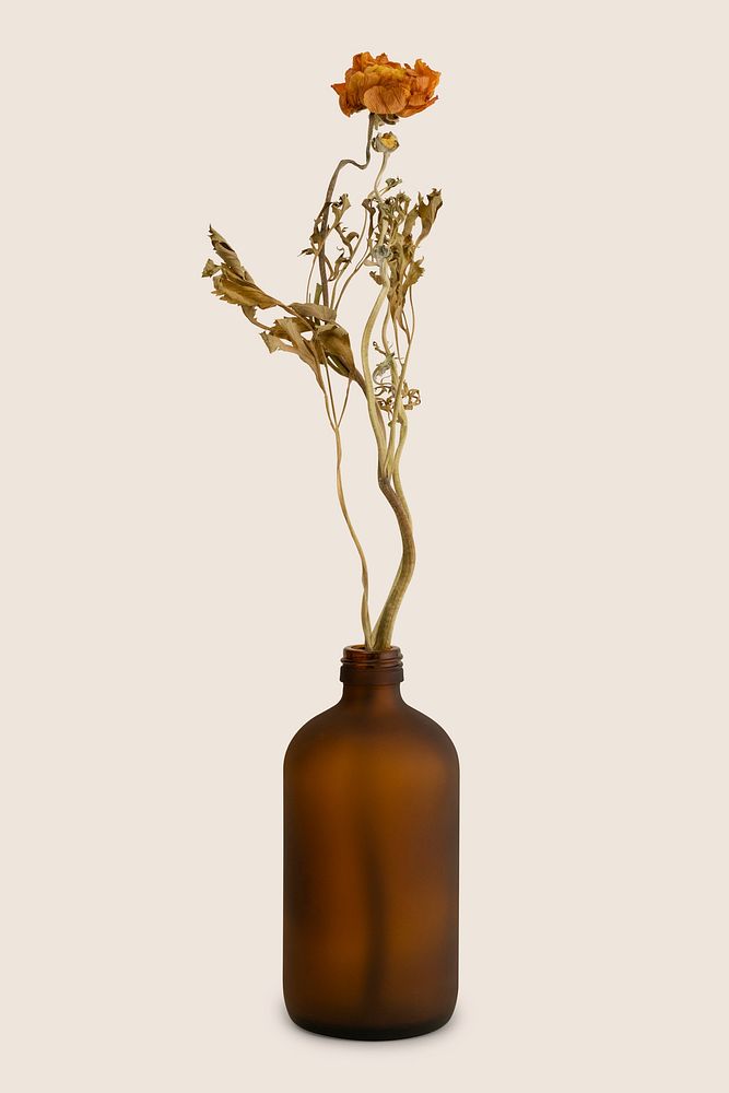 Dry orange ranunculus in a brown glass vase