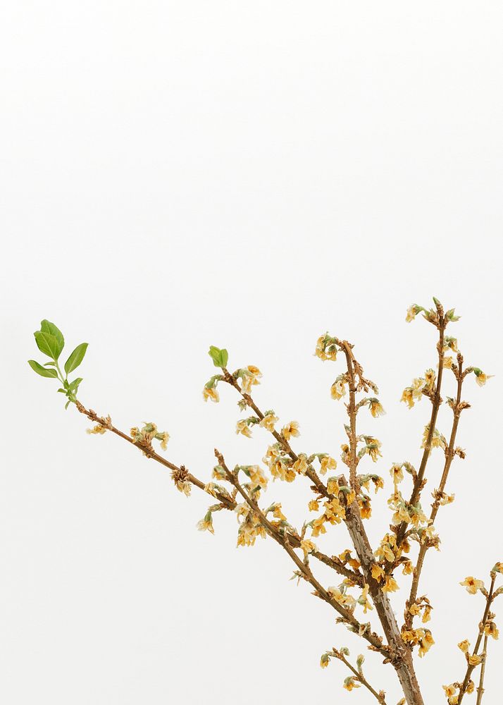 Dried Forsythia branch on an off white background