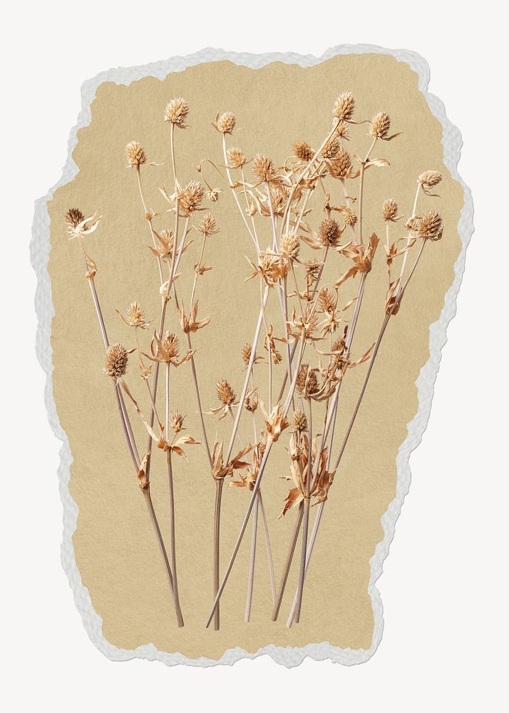 Dry Autumn flowers ripped paper, aesthetic graphic