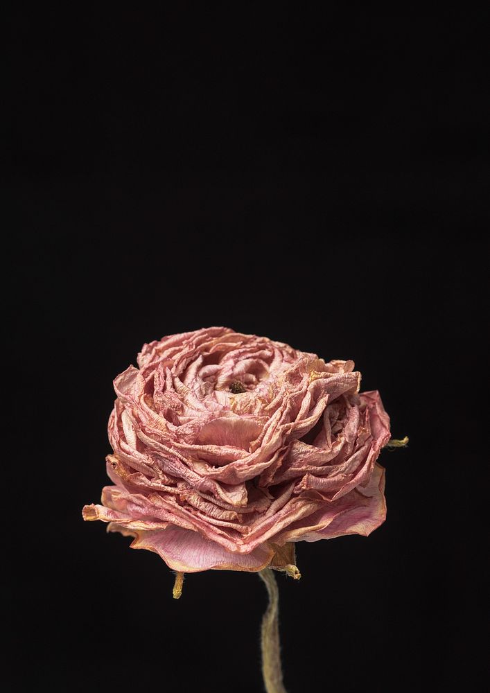 Dried pink buttercup flower on a black background