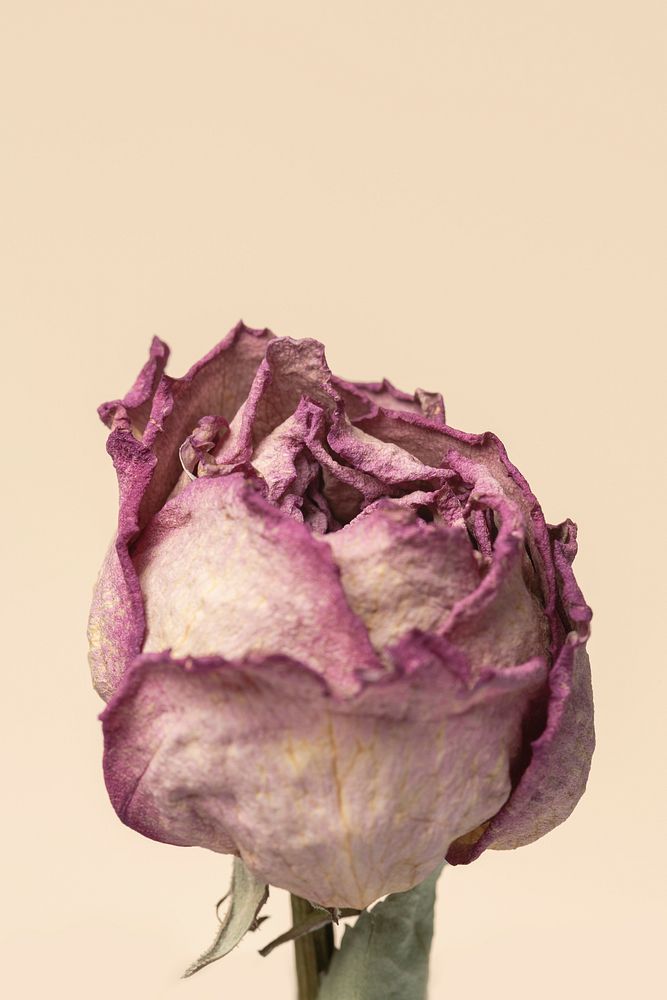 Dried pink rose flower on a brown background