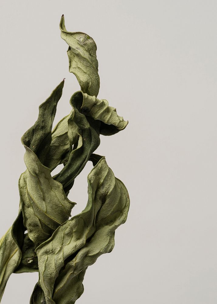 Dried peony leaf on a gray background