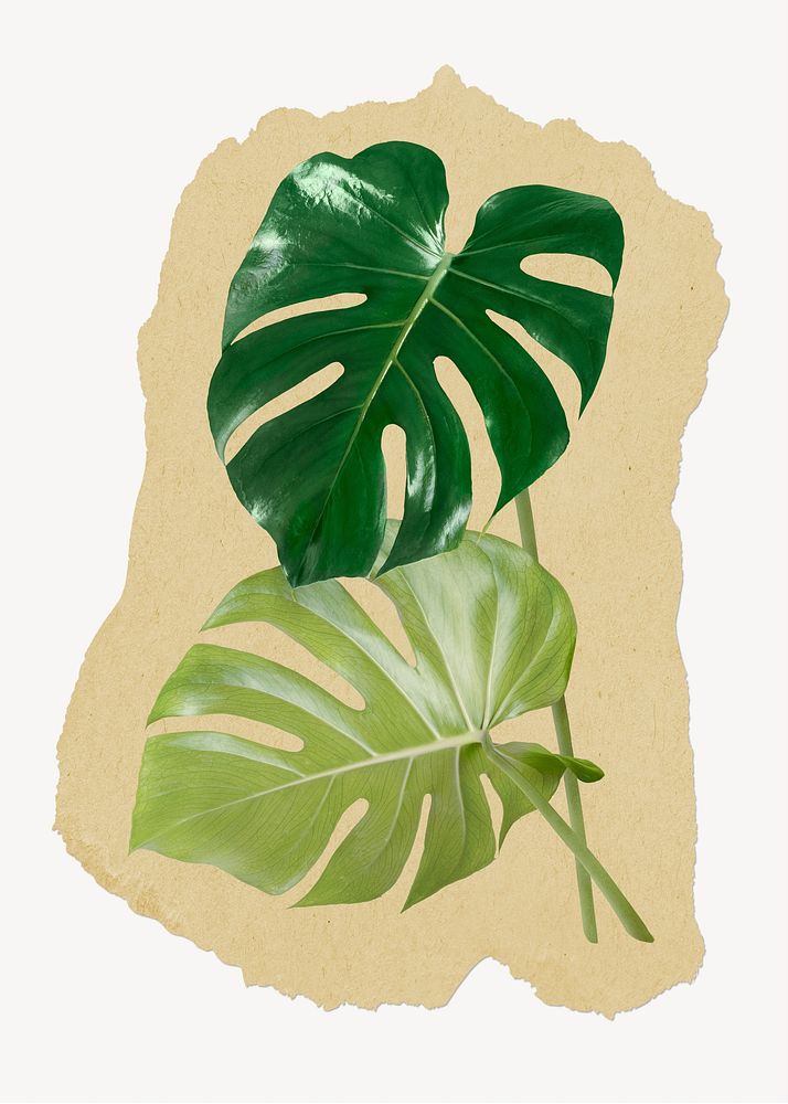 Monstera leaves ripped paper, aesthetic plant graphic