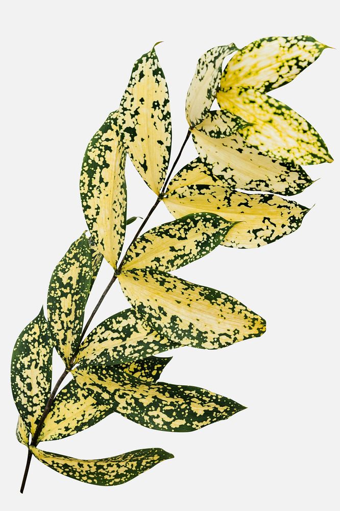 Gold dust croton branch on an off white background