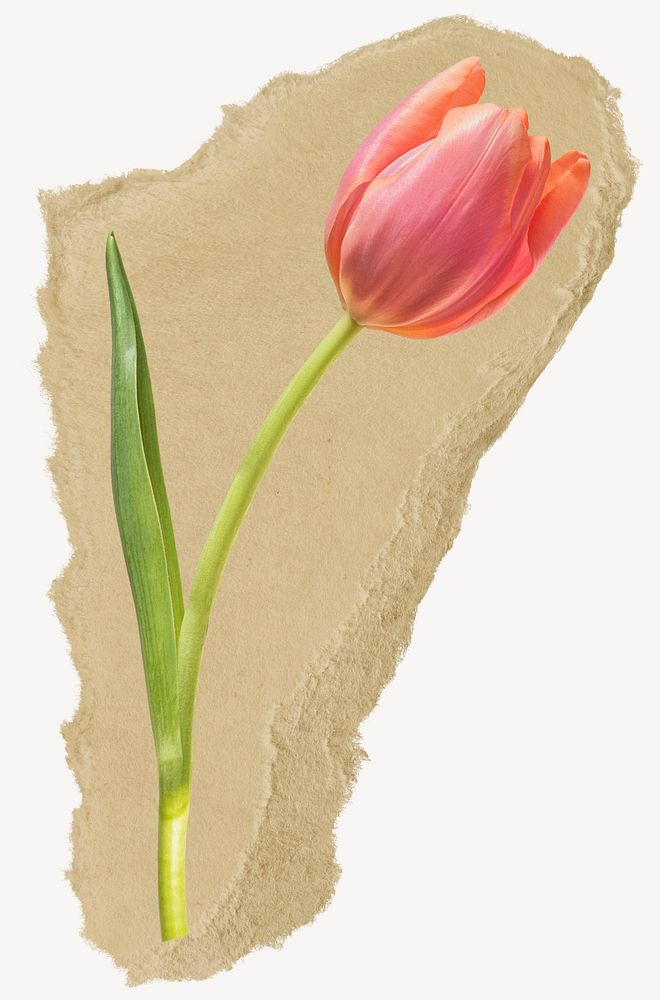 Pink tulip flower, ripped paper collage element