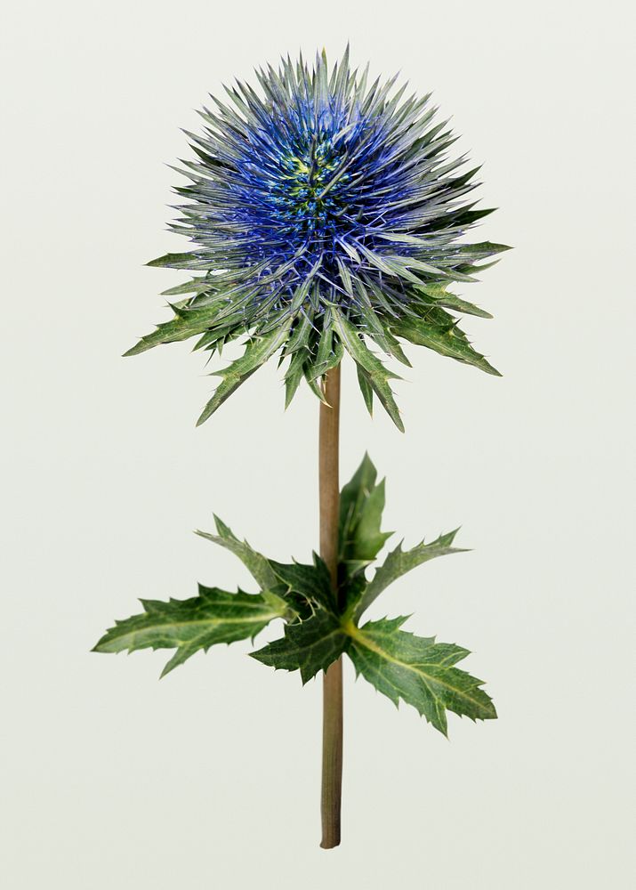 Eryngium deep blue jack, collage element psd