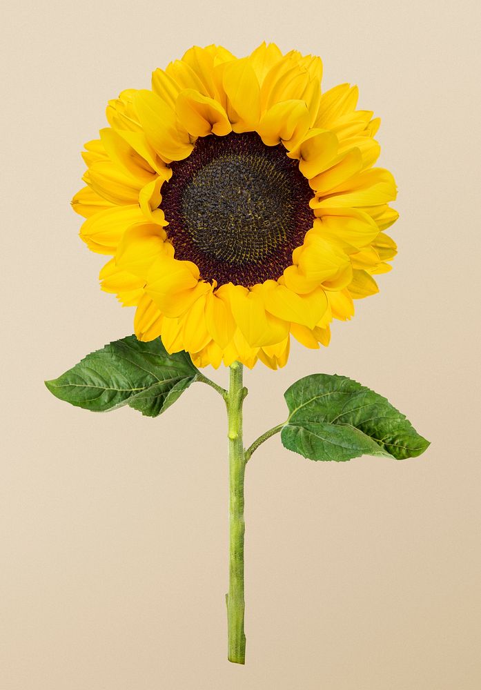 Sunflower, isolated object, collage element psd