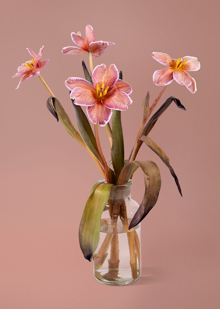 Pink tulips in glass vase, isolated object design psd